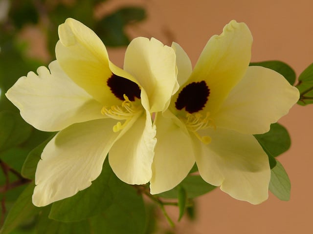 Bauhinia tomentosa