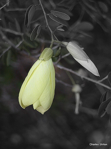 Bauhinia tomentosa