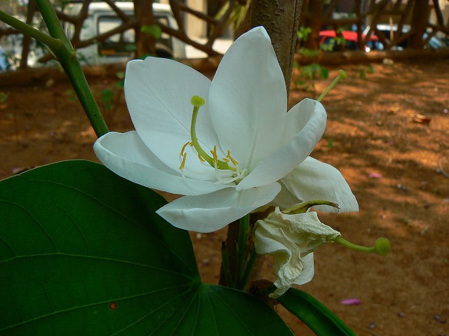 Bauhinia tomentosa