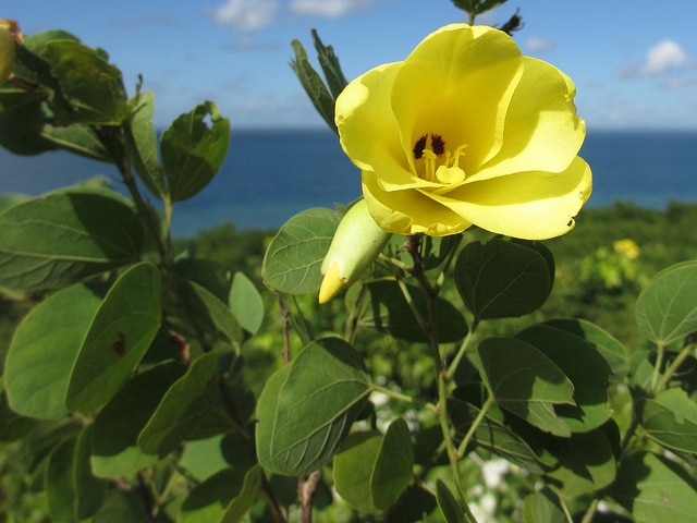 Bauhinia tomentosa