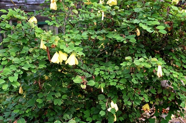 Bauhinia tomentosa