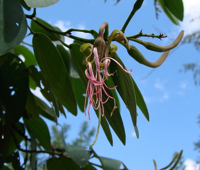 Bauhinia ungulata
