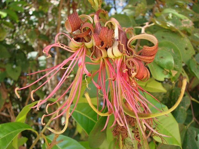 Bauhinia ungulata (Bauhinia ungulata)