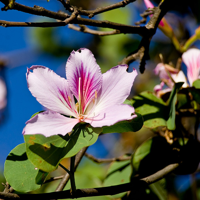 Bauhinia variegata