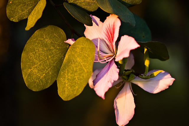 Bauhinia variegata