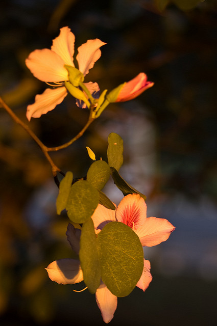 Bauhinia variegata