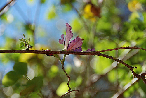 Bauhinia variegata