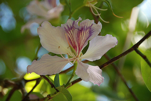 Bauhinia variegata