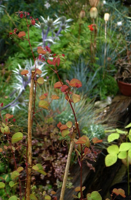 Bauhinia yunnanensis