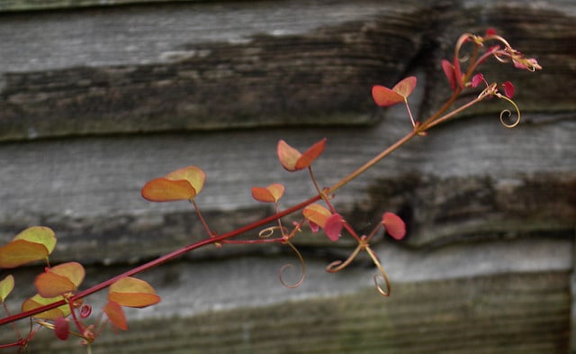 Bauhinia yunnanensis
