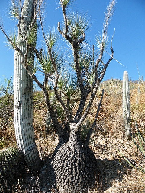 Beaucarnea gracilis
