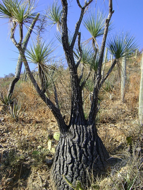 Beaucarnea gracilis