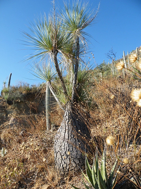 Beaucarnea gracilis