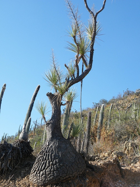 Beaucarnea gracilis