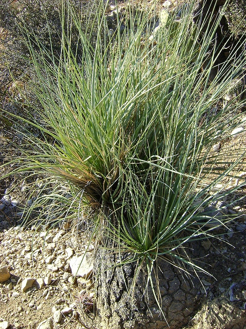Beaucarnea gracilis