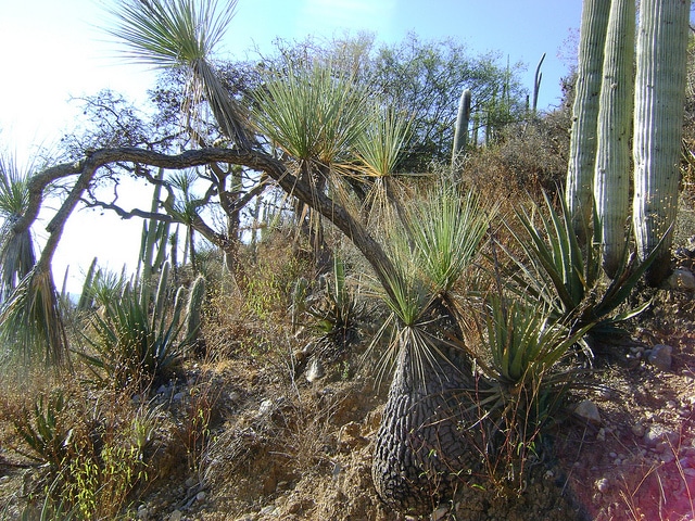 Beaucarnea gracilis (Beaucarnea gracilis)