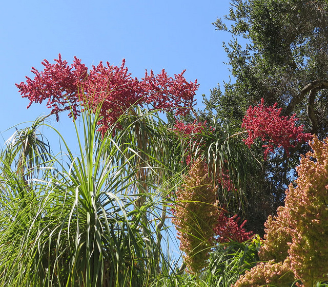 Noline recourbée (Beaucarnea recurvata)