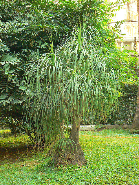 Noline recourbée