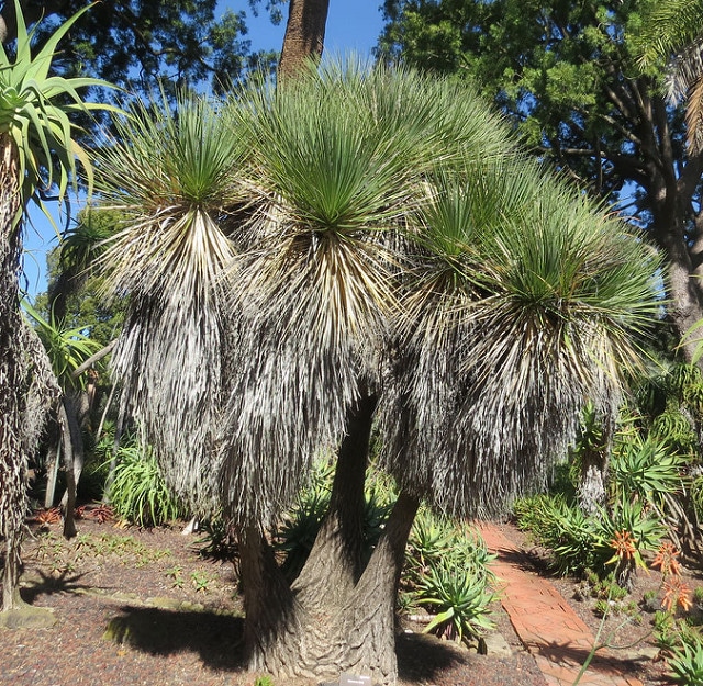 Beaucarnea stricta