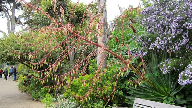 Beaucarnea stricta (Beaucarnea stricta)
