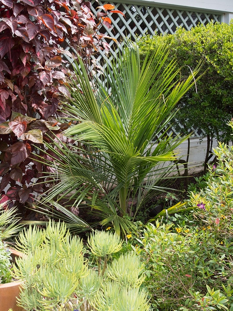 Beccariophoenix alfredii