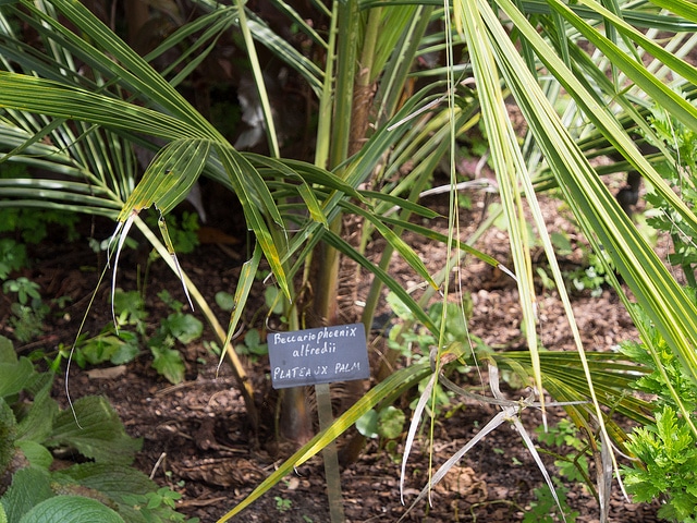 Beccariophoenix alfredii