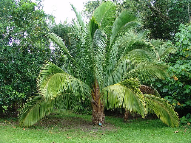 Beccariophoenix madagascariensis