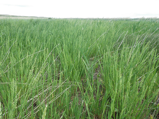 Beckmannie à écailles unies (Beckmannia syzigachne)