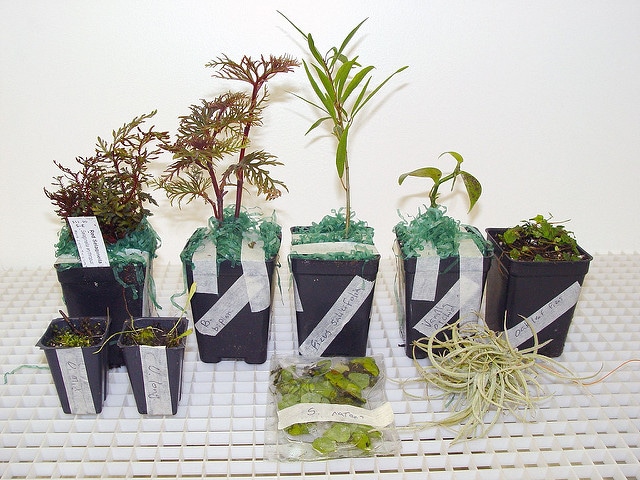 Begonia bipinnatifida