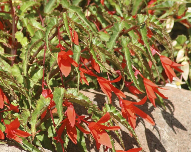 Bégonia de bolivie