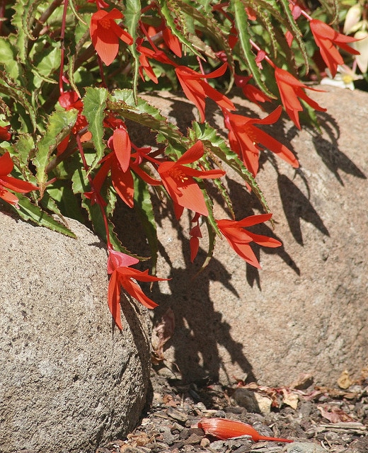 Bégonia de bolivie