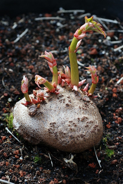 Bégonia de bolivie