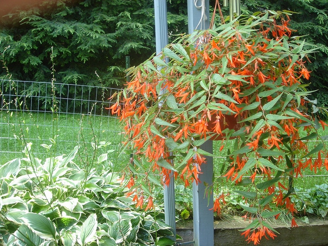 Bégonia de bolivie