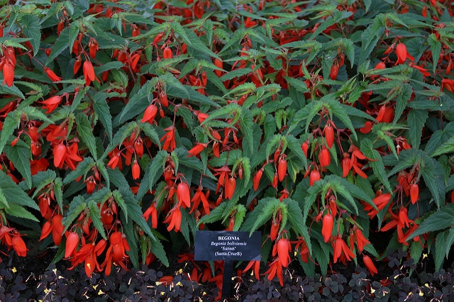 Bégonia de bolivie (Begonia boliviensis)