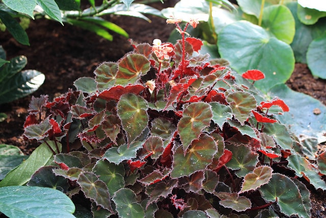 Begonia bowerae