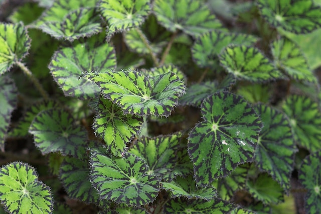 Begonia bowerae (Begonia bowerae)