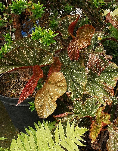 Begonia coccinea