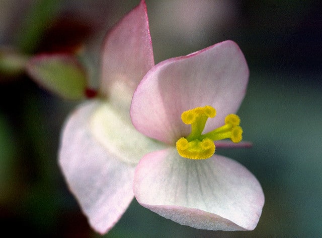 Begonia coccinea (Begonia coccinea)