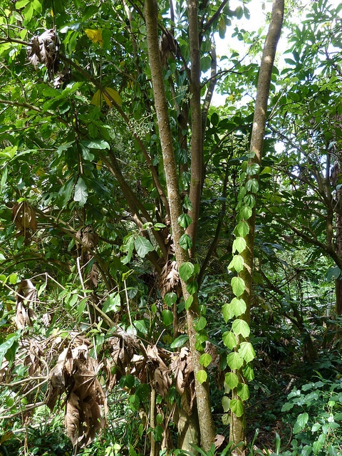Begonia convolvulacea