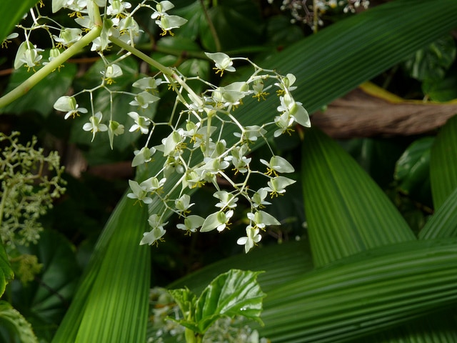 Begonia convolvulacea (Begonia convolvulacea)