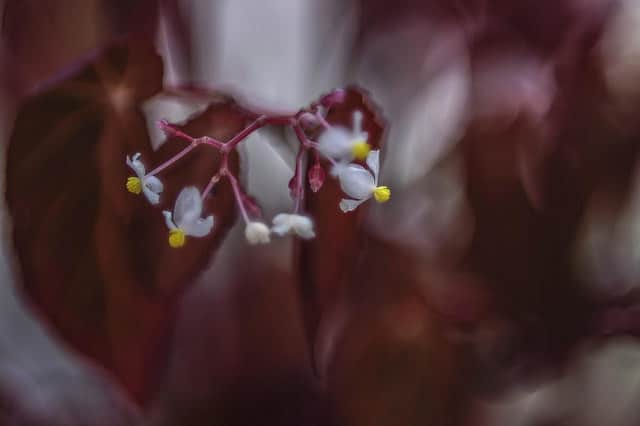 Begonia dietrichiana