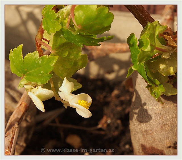 Begonia dregei (Begonia dregei)
