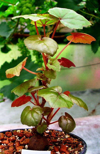 Begonia dregei