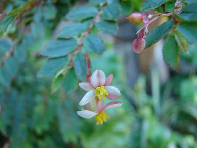 Begonia foliosa