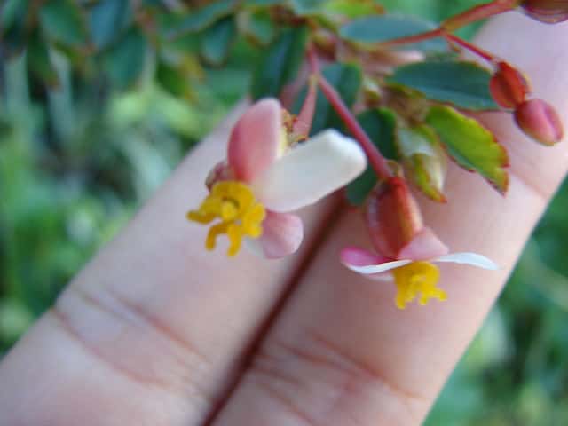 Begonia foliosa