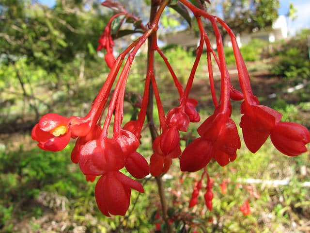 Begonia foliosa