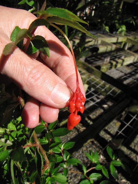 Begonia foliosa
