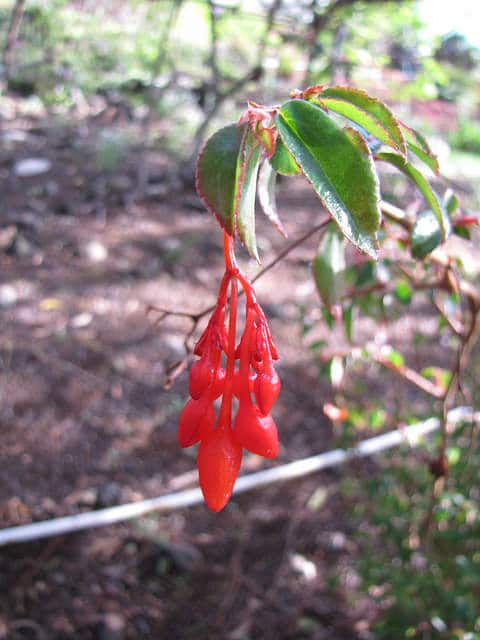 Begonia foliosa