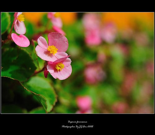 Begonia formosana (Begonia formosana)