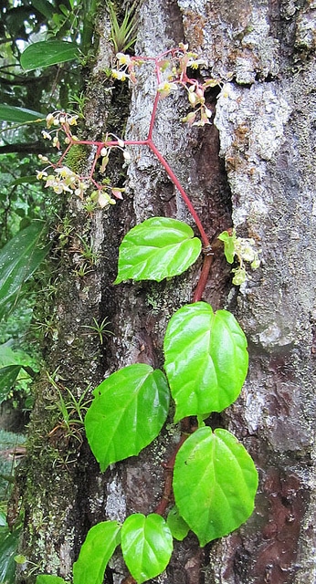 Begonia glabra (Begonia glabra)